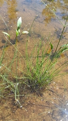 Eleocharis carniolica