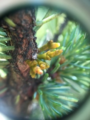 Arceuthobium pusillum