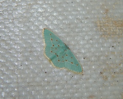 Comostolopsis stillata