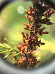 Arceuthobium pusillum