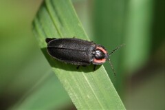 Ellychnia alexanderi