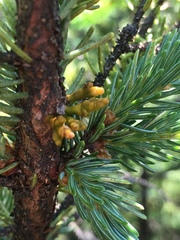 Arceuthobium pusillum