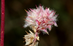Cyphocarpa angustifolia