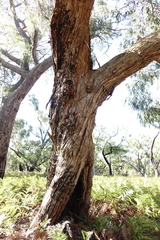 Eucalyptus arenicola
