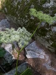 Peucedanum ostruthium