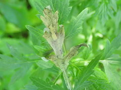 Calycomyza artemisiae