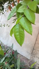 Averrhoa carambola