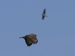 Buteo buteo