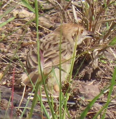 Cisticola chiniana