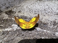 Pseudomiza leucogonia