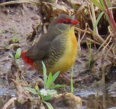 Amandava subflava clarkei