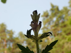 Calycomyza artemisiae