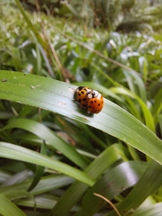 Harmonia axyridis