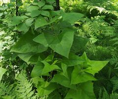 Parasenecio hastatus