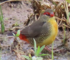 Amandava subflava clarkei