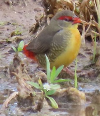 Amandava subflava clarkei