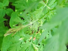 Calycomyza artemisiae