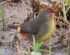 Amandava subflava clarkei