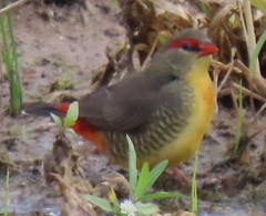 Amandava subflava clarkei