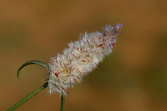 Cyphocarpa angustifolia