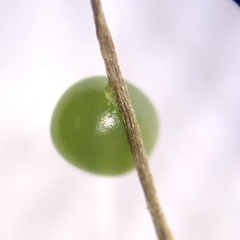 Eumorpha vitis