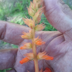 Sinningia allagophylla