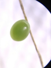 Eumorpha vitis