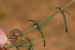 Cyphocarpa angustifolia