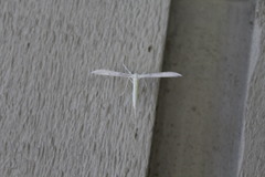 Hellinsia homodactylus