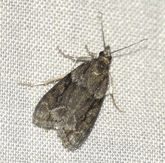 Eudonia torniplagalis