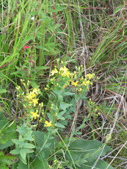Hypericum virgatum