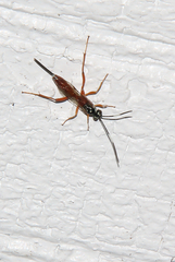 Mesostenus thoracicus