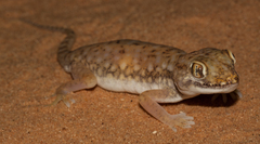 Stenodactylus petrii