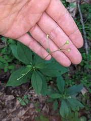 Doellingeria infirma