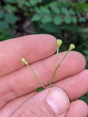 Doellingeria infirma