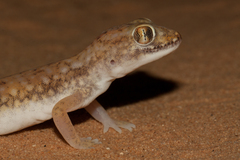 Stenodactylus petrii