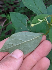 Doellingeria infirma