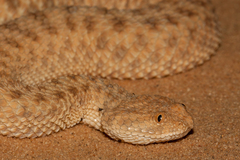 Cerastes vipera