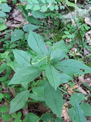 Doellingeria infirma