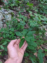 Doellingeria infirma