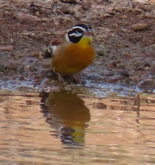 Emberiza flaviventris flaviventris