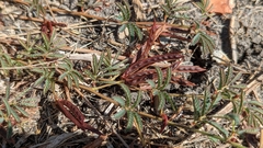 Desmanthus acuminatus