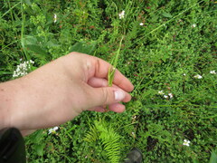 Scleria oligantha