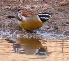 Emberiza flaviventris flaviventris