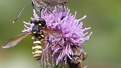 Conops flavipes