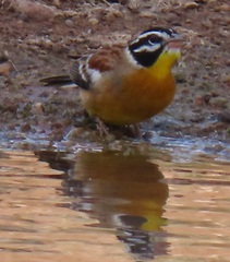 Emberiza flaviventris flaviventris