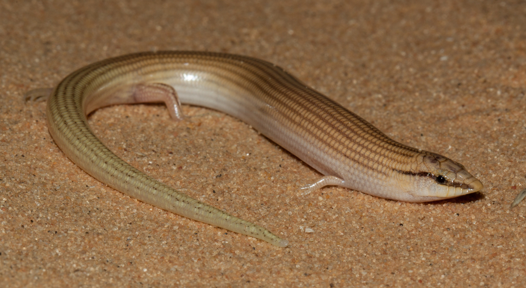 Wedge-Snouted Skink