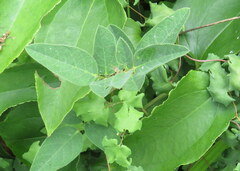 Desmodium obtusum
