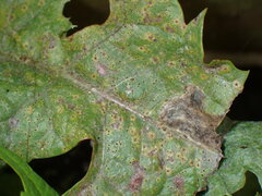 Puccinia variabilis