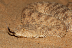 Cerastes vipera